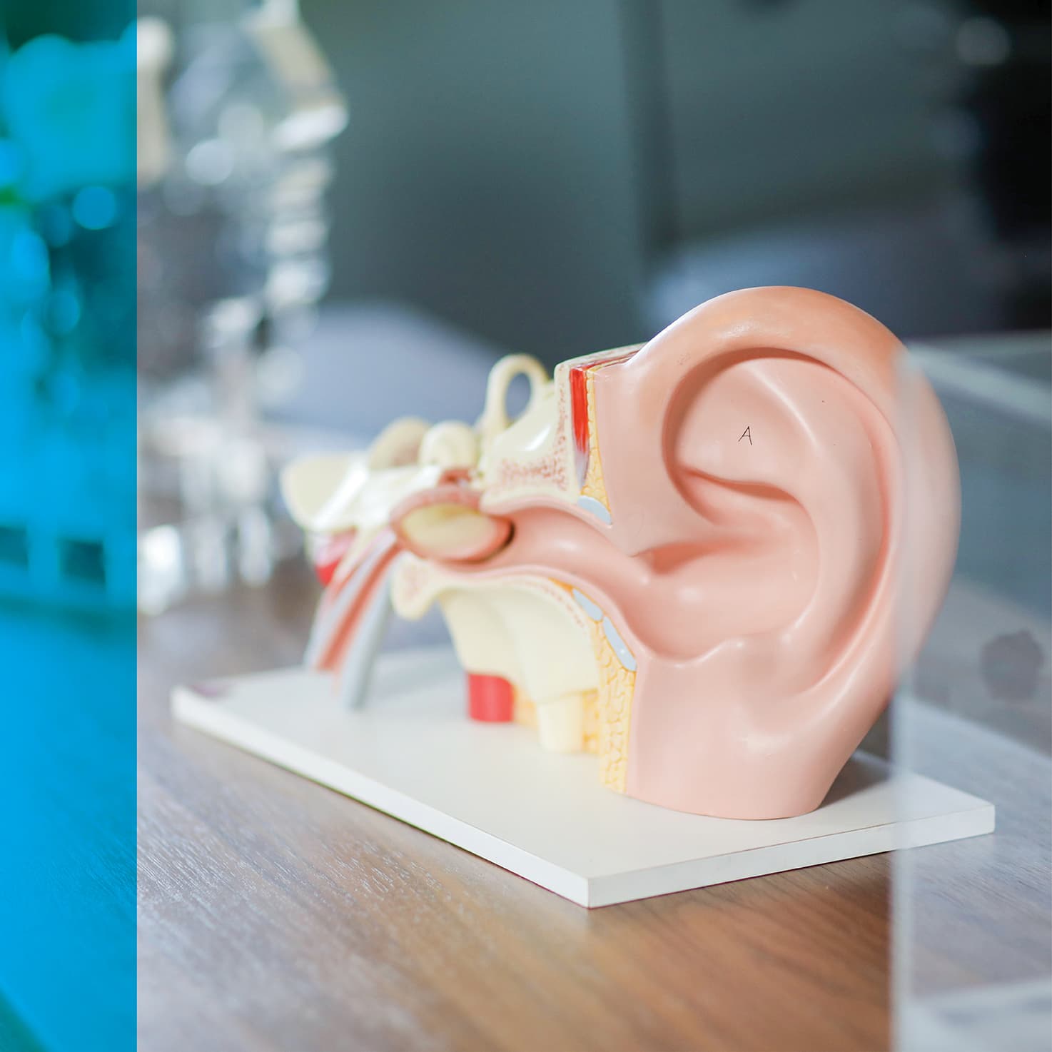 an enlarged physical model of an ear and ear canal